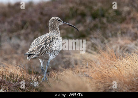 Curlew (Numenius) Marche à travers la lande, de Lochindorb Banque D'Images