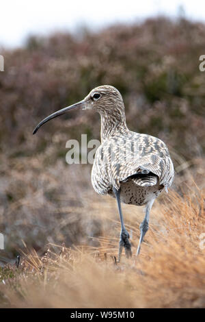 Curlew (Numenius) Marche à travers la lande, de Lochindorb Banque D'Images