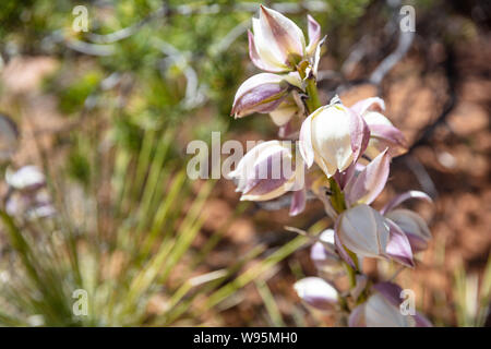 La floraison du yucca vue rapprochée, Arizona Nous. Canyon de Chelly. Plante du désert avec des fleurs de couleur blanche, l'arrière-plan Banque D'Images