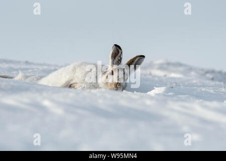 Lièvre variable (Lepus timidus) roulant sur une colline couverte de neige dans la région de Highlands écossais en hiver Banque D'Images