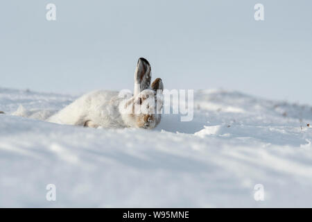 Lièvre variable (Lepus timidus) roulant sur une colline couverte de neige dans la région de Highlands écossais en hiver Banque D'Images