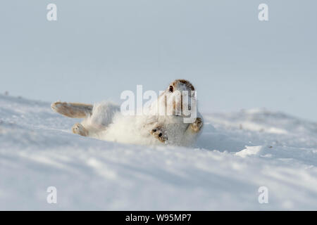 Lièvre variable (Lepus timidus) roulant sur une colline couverte de neige dans la région de Highlands écossais en hiver Banque D'Images