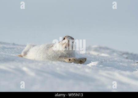 Lièvre variable (Lepus timidus) roulant sur une colline couverte de neige dans la région de Highlands écossais en hiver Banque D'Images