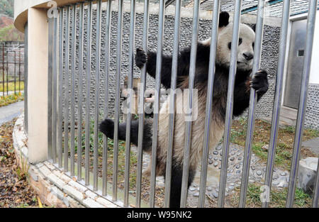Les deux pandas géants prêtés à zoologique ZooParc De Beauval sont illustrés à la base de recherche de Chengdu Panda Géant se reproduisent dans le sud-ouest de la ville de Chengdu, Chine Banque D'Images