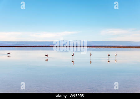 Flamands roses à la Lagune Chaxa, Atakama Salar, Chili : insolite paysage andin de formations de sel et salt lake avec des volcans vu dans la distance Banque D'Images