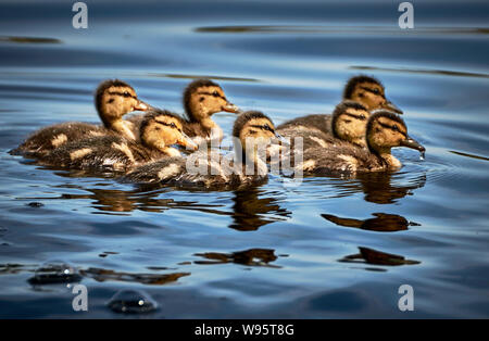 Groupe de duckings mignons de canard (Anas platyrhynchos) nageant dans l'étang à Wagbachniederung à Waghäusel, Allemagne Banque D'Images