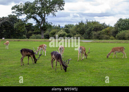 Un troupeau de cerfs dans le Phoenix Park de Dublin, Irlande. Banque D'Images