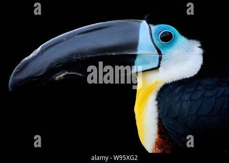 Profil latéral d'un toucan à gorge blanche isolé sur fond noir (Ramphastos tucanus) Banque D'Images