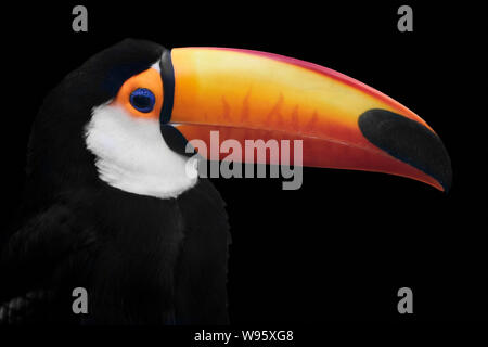 Portrait latéral d'un toucan toco commun (Ramphastos toco) Banque D'Images