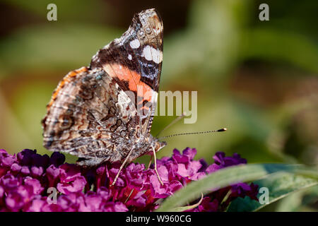 Un beau papillon belle dame (Vanessa cardui) sur un lilas d'été en face de la nature verte contexte / Allemagne Banque D'Images