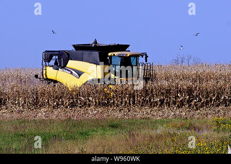 Allen, Kansas, États-Unis, le 26 septembre 2014. Fermier utilise une moissonneuse-batteuse New Holland CR960 de récolter son champ de maïs. Banque D'Images