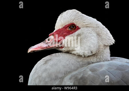 Un canard de Barbarie blanc Fond noir et portrait côté (Cairina moschata) Banque D'Images