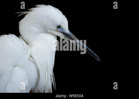 Seul l'aigrette garzette Vue de côté et fond noir (Egretta garzetta) Banque D'Images