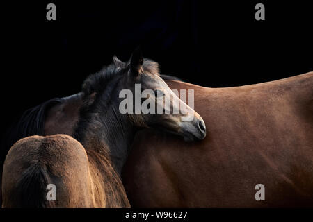 Jeune cheval brun avec jument, gros plan de foal isolé sur fond noir. Banque D'Images