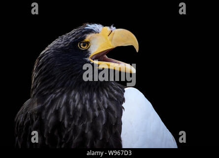 Portrait d'un grand aigle à tête blanche qui crie sur fond noir (Haliaeetus pelagicus) Banque D'Images