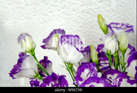 Eustoma blanc avec une bande bleue dans un bouquet sur un fond clair close-up Banque D'Images