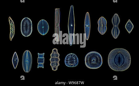 Vaste sélection d'espèces de diatomées, darkfield photomicrographie Banque D'Images