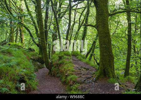 Golitha Falls le sont une série de spectaculaires cascades et chutes le long d'une section de la rivière Fowey comme il fait son chemin à travers l'antique chêne w Banque D'Images