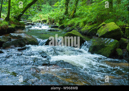 Golitha Falls le sont une série de spectaculaires cascades et chutes le long d'une section de la rivière Fowey comme il fait son chemin à travers l'antique chêne w Banque D'Images