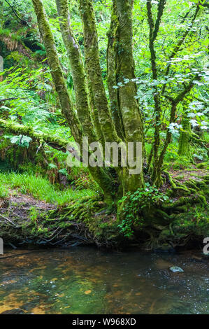 Golitha Falls le sont une série de spectaculaires cascades et chutes le long d'une section de la rivière Fowey comme il fait son chemin à travers l'antique chêne w Banque D'Images