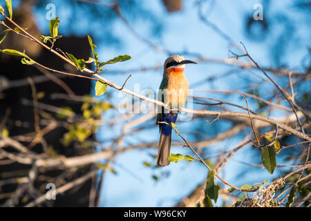 Mangeur d'abeilles africaines oiseau posé sur une branche au fleuve Okawango, Namibie, Afrique Banque D'Images