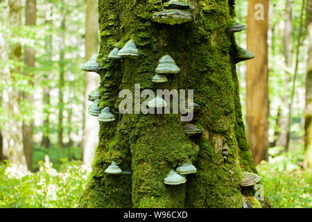 La mousse d'un tronc d'un arbre plein de champignons sur l'écorce dans une intense lumière midi Banque D'Images