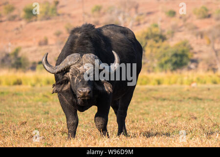 Grand, puissant et menaçant Buffle dans le Parc National de Chobe, au Botswana Banque D'Images