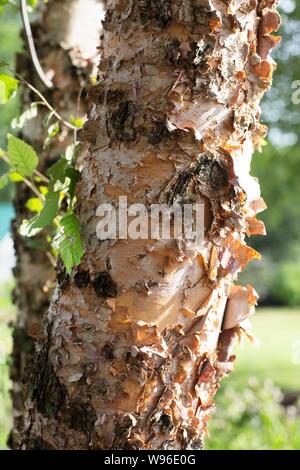 Un tronc de Betula nigra 'Heritage' River Birch Tree. Banque D'Images