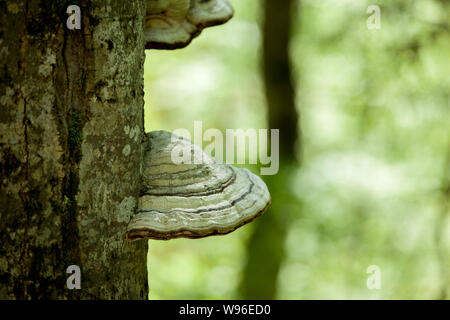 La mousse d'un tronc d'un arbre plein de champignons sur l'écorce dans une intense lumière midi Banque D'Images