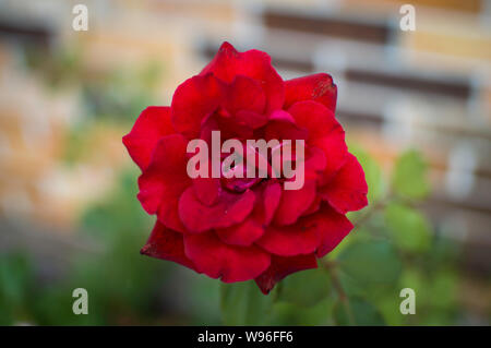Détails incroyables de rose rouge fleur ! Banque D'Images