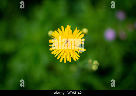 Belle fleur jaune Banque D'Images