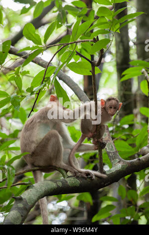 Bonnet femme avec de jeunes macaques, Macaca radiata, Thattekad Bird Sanctuary, district d'Ernakulam, Kerala, Western Ghats, India Banque D'Images