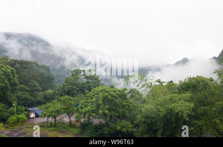 Forêts sempervirentes de plaine montagne et forêt de feuillus humides dans la canopée de la brume pendant la mousson, le district d'Ernakulam, Western Ghats, Kerala, Inde Banque D'Images