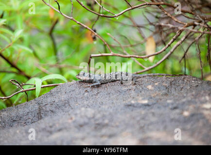 Femmes Sud Indian Rock, Rock Agama agama, péninsulaire également Psammophilus dorsalis, l'excrétion de la peau, c'est la saison des pluies sur les rochers,Western Ghats, Kerala, Inde Banque D'Images