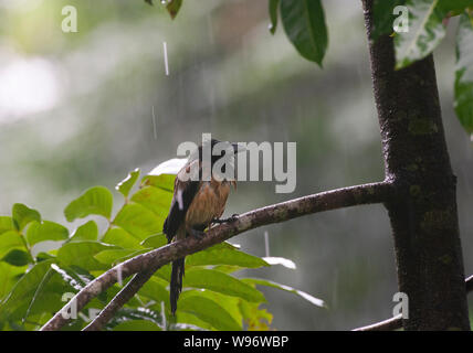 Dendrocitta vagabunda treepie, roux, s'abritant sous des feuilles dans la mousson du sud-ouest, Salim Ali Bird Sanctuary, Western Ghats, Kerala, Inde Banque D'Images