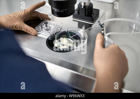 Processus de la fécondation in vitro en laboratoire Banque D'Images