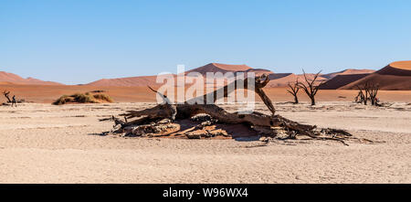 Arbres morts contre contre la toile rouge de la des immenses dunes de sable de la Namibie à l'Deadvlei Banque D'Images