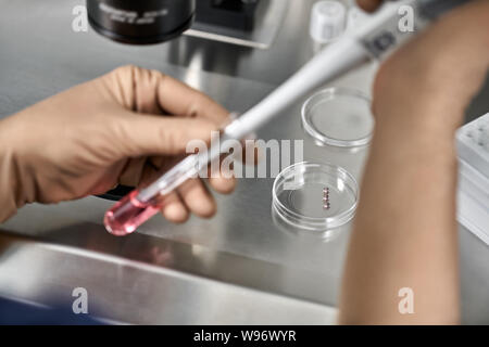 Processus de la fécondation in vitro en laboratoire Banque D'Images