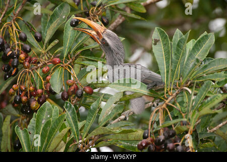 Adultes masculins, Malabar Hornbill gris Ocyceros griseus, se nourrissant de fruits, Thattekad Bird Sanctuary, endémique de Western Ghats, Kerala, Inde Banque D'Images