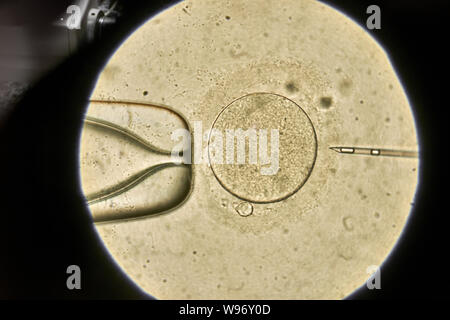 Vue à travers la fécondation in vitro au microscope à traiter Banque D'Images