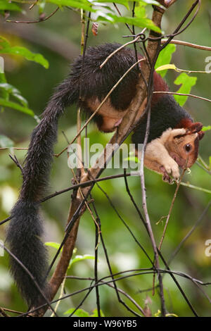 Écureuil géant Malabar également connu sous le nom de l'Écureuil géant indien, Ratufa indica, en forêt semi-sempervirente, Western Ghats, Kerala, Inde Banque D'Images