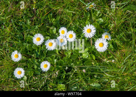 Les marguerites sauvages Bellis perennis dans grass point Banque D'Images