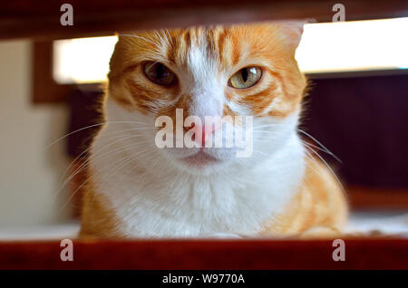 Gros plan du chat rouge avec un look solonel. Banque D'Images