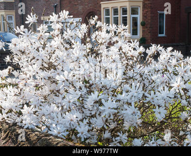 Magnolia stellata magnolia Star ou un arbuste buissonnant compact avec des fleurs blanches au début du printemps, c'est pleinement feuillus et hardy Banque D'Images