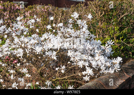 Magnolia stellata magnolia Star ou un arbuste buissonnant compact avec des fleurs blanches au début du printemps, c'est pleinement feuillus et hardy Banque D'Images