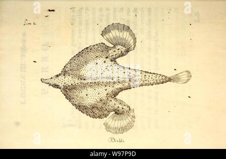 Descripcion diferentes de piezas de historia natural las mas del ramo maritimo (Lam. IV) Banque D'Images