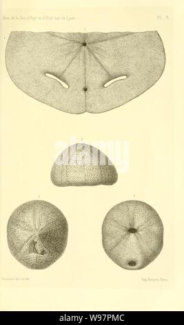 Description de la faune des terrains tertiaires moyens de la Corse (planche X) Banque D'Images