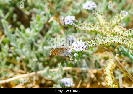 Un papillon bleu pygmée occidental (Brephidium exilis) au refuge National de la faune de San Luis dans la vallée centrale de Californie États-Unis Banque D'Images