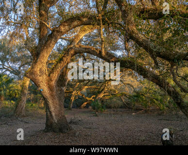 Live Oak tree canopy couvrant au chemin Indian Lake State Forest, Florida Banque D'Images