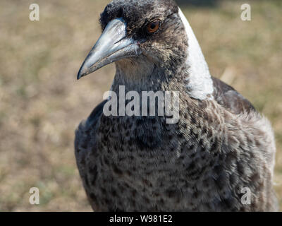 Gros plan du visage, de l'œil, du bec et des plumes d'un jeune Magpie australien. Saleté sur son bec. Banque D'Images